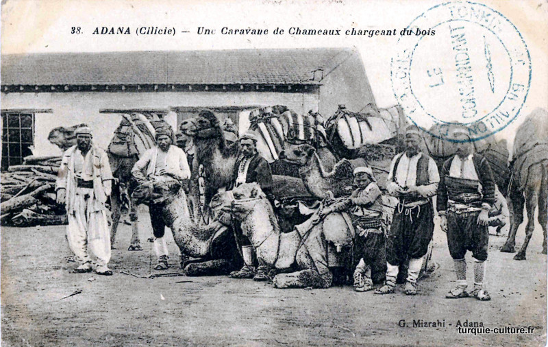 Adana, chameaux