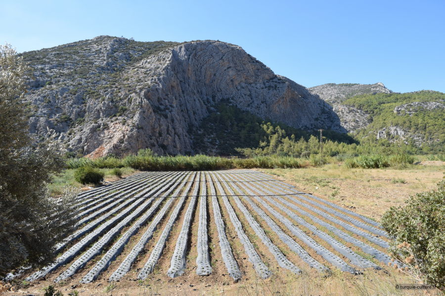 Barbaros koyu, la vallée