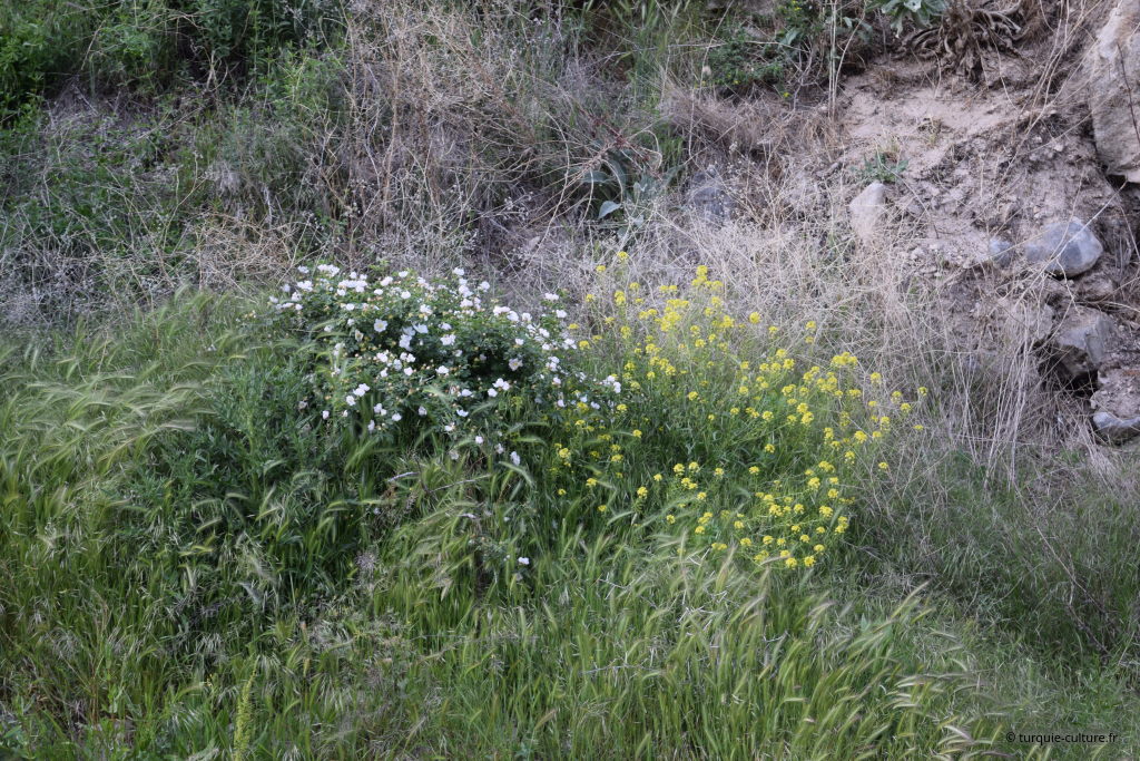 vallée d'Erdemli