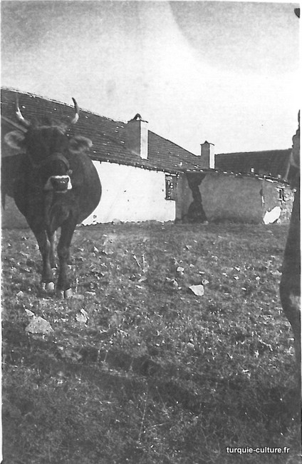 agriculture-vache.jpg