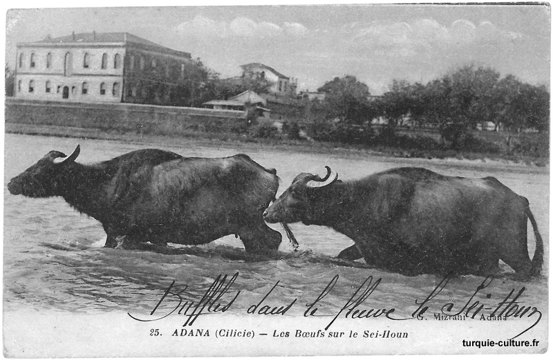 adana-seyhoun-1.jpg adana-seyhoun-1.jpg
